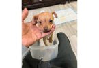 Chug puppy
