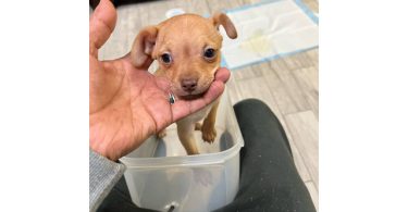 Chug puppy