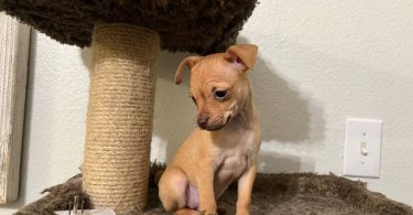 Chug puppy
