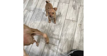 Chug puppy