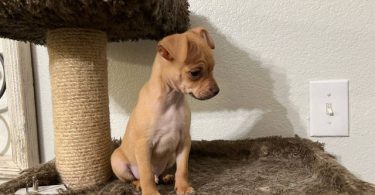 Chug puppy