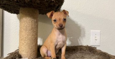 Chug puppy