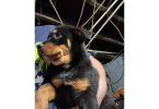 2 Rottsky puppies available