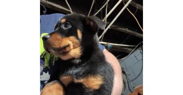 2 Rottsky puppies available