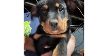 2 Rottsky puppies available