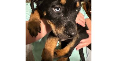 2 Rottsky puppies available