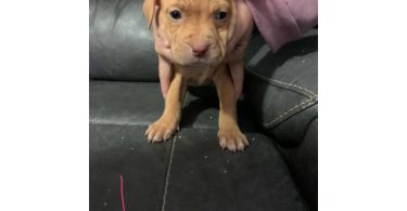 Surprise litter