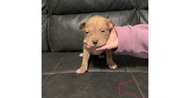 Surprise litter