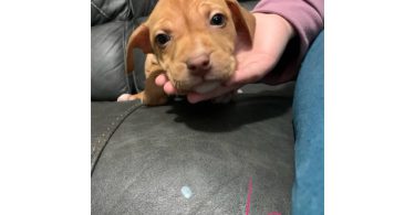 Surprise litter