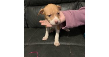 Surprise litter