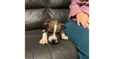 Surprise litter