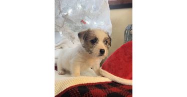 Registered Jack Russell puppies