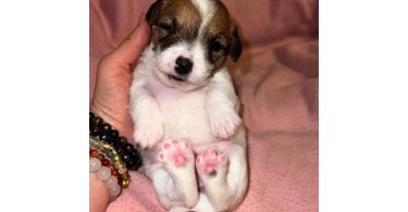 Registered Jack Russell puppies