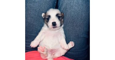 Registered Jack Russell puppies