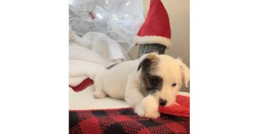 Registered Jack Russell puppies