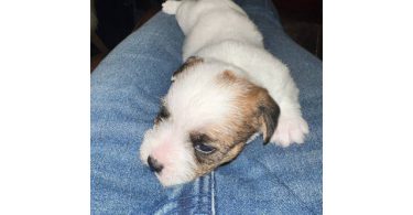 Registered Jack Russell puppies