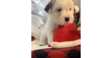 Registered Jack Russell puppies