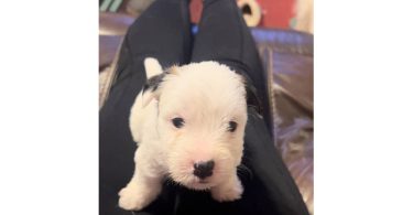 Registered Jack Russell puppies