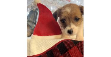 Registered Jack Russell puppies