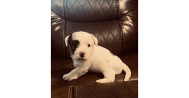 Registered Jack Russell puppies