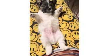 Registered Jack Russell puppies