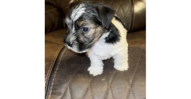 Registered Jack Russell puppies