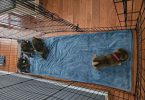 AKC registered Shiba Inu puppies