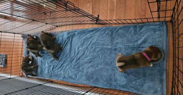 AKC registered Shiba Inu puppies