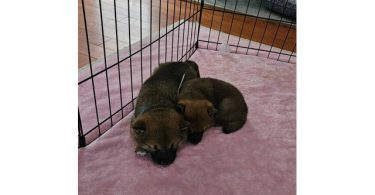 AKC registered Shiba Inu puppies