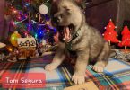 Akc Agouti Husky puppies for sale