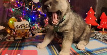 Akc Agouti Husky puppies for sale