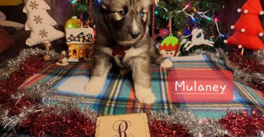 Akc Agouti Husky puppies for sale