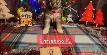 Akc Agouti Husky puppies for sale