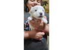 6 Maltipoo babies looking for homes