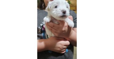 6 Maltipoo babies looking for homes