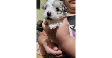 6 Maltipoo babies looking for homes