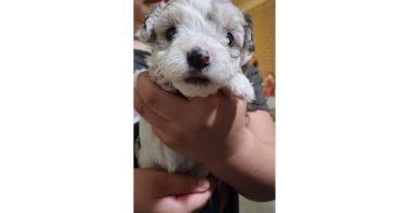 6 Maltipoo babies looking for homes