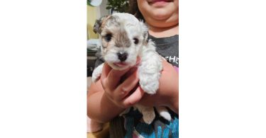 6 Maltipoo babies looking for homes