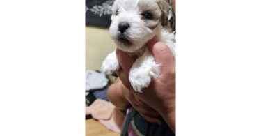 6 Maltipoo babies looking for homes