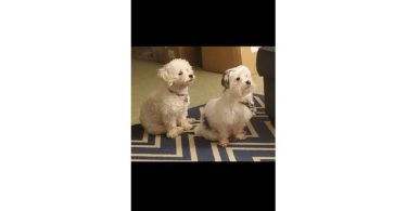 6 Maltipoo babies looking for homes