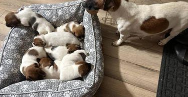 8 weeks old JRT puppies