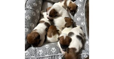 8 weeks old JRT puppies