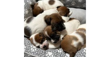 8 weeks old JRT puppies