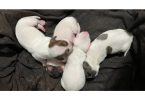 Piebald Miniature Dachshund babies