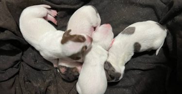 Piebald Miniature Dachshund babies