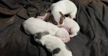 Piebald Miniature Dachshund babies