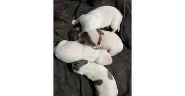 Piebald Miniature Dachshund babies
