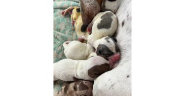 Piebald Miniature Dachshund babies