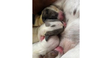 Piebald Miniature Dachshund babies