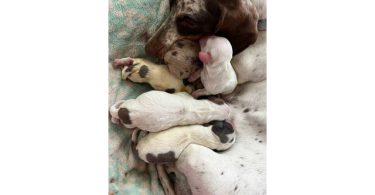 Piebald Miniature Dachshund babies